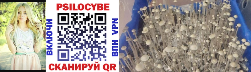 Купить где  Бирюсинск  Галлюциногенные грибы Psilocybine cubensis 